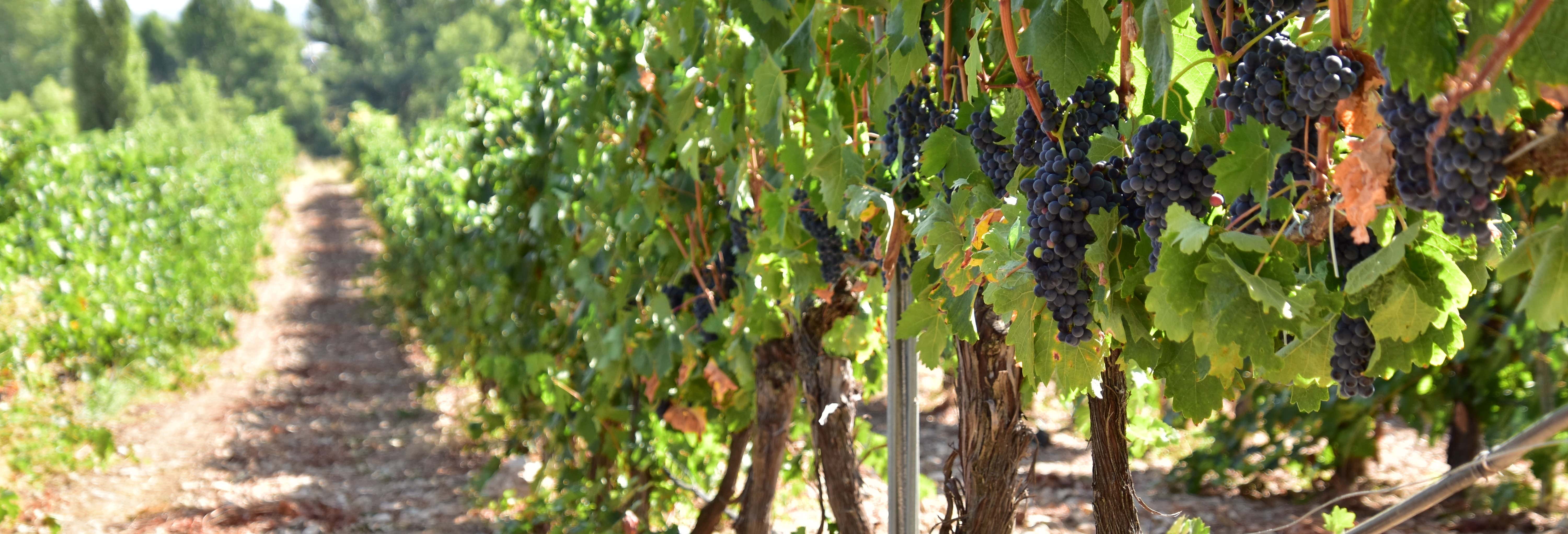 Visita della cantina Valdelosfrailes
