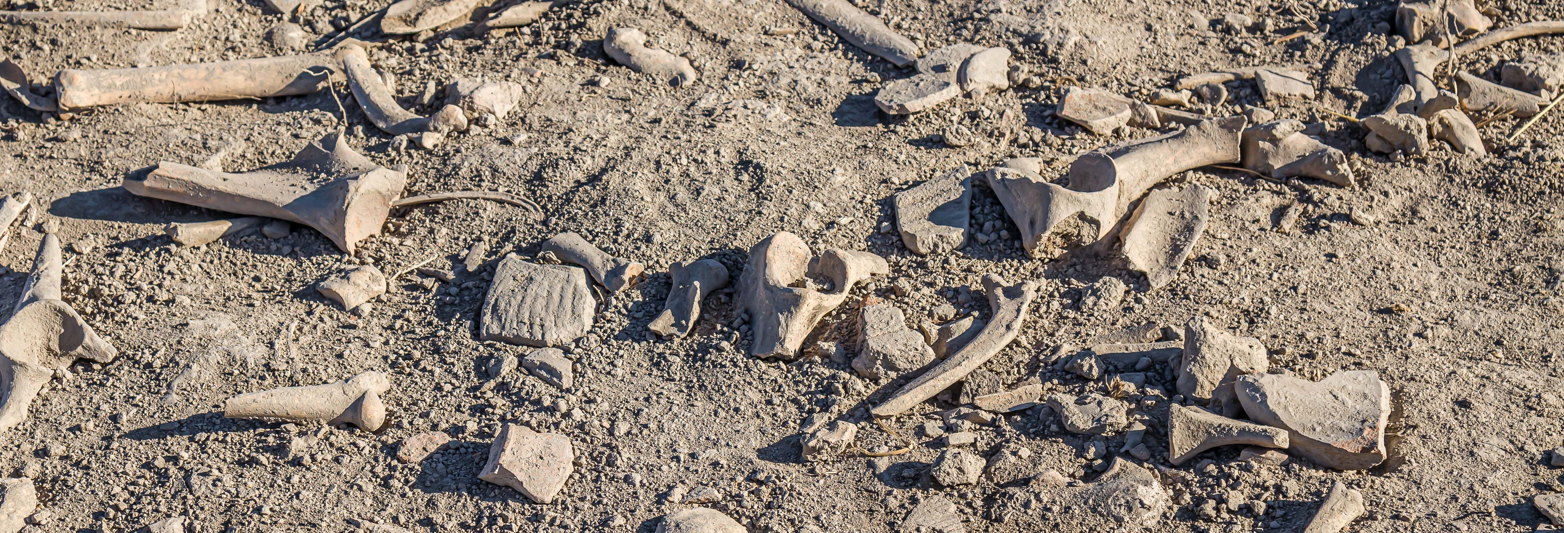 Tour dei dinosauri a Cuenca e dintorni