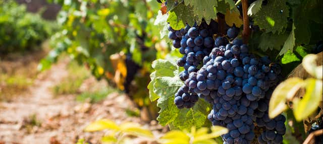 Visita delle cantine Urbina