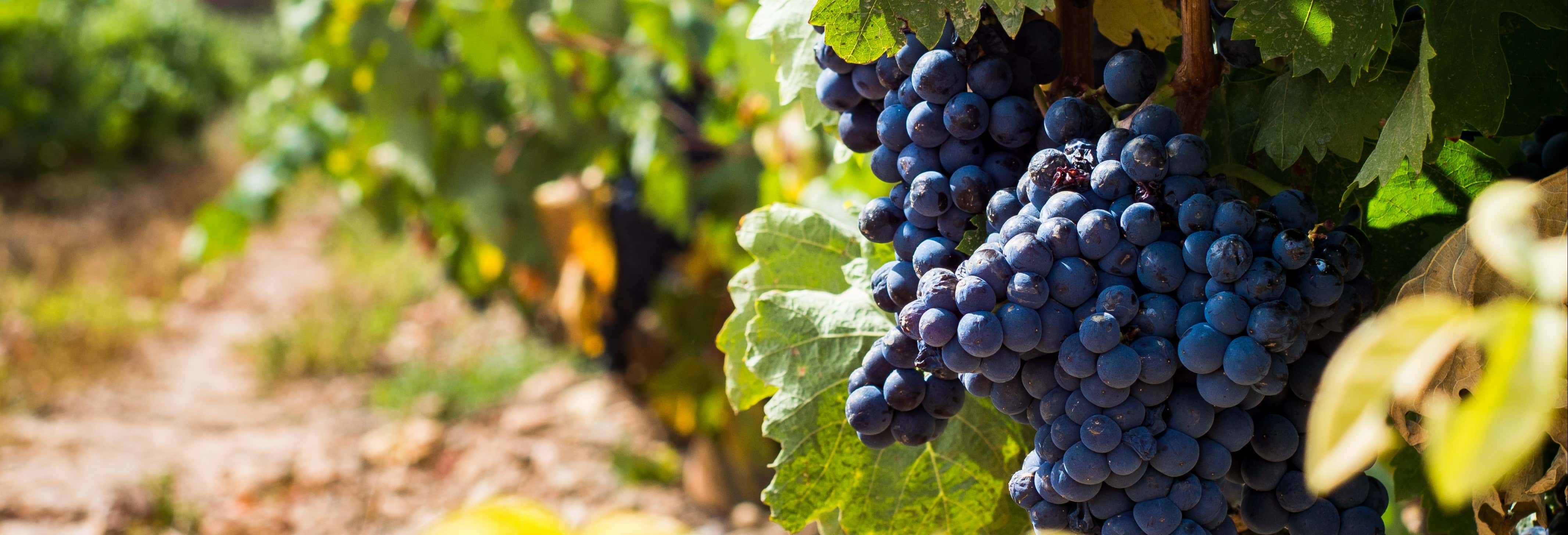 Visita delle cantine Urbina