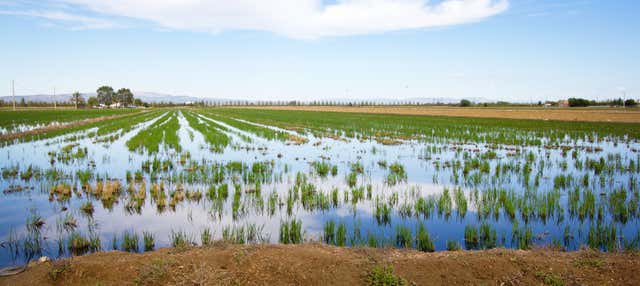 Tour in 4x4 e giro in barca sul Delta dell'Ebro + Degustazione di vino e cozze