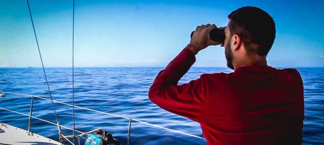 Avvistamento di delfini e balene a Denia