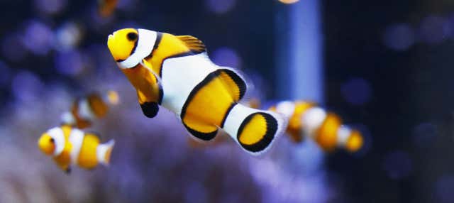 Biglietti per l'acquario di O Grove