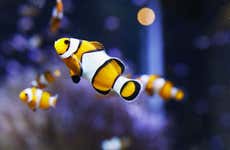 O Grove Aquarium Tickets