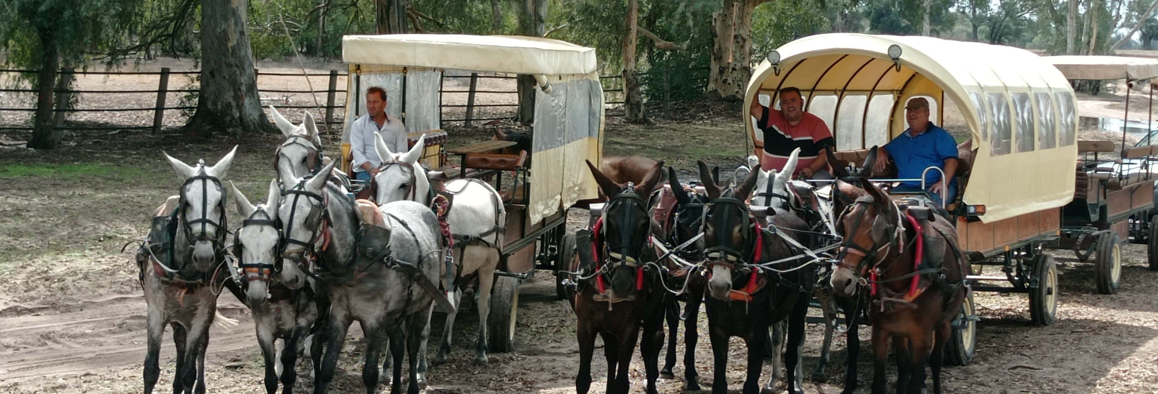 North Doñana & El Rocío Buggy Ride