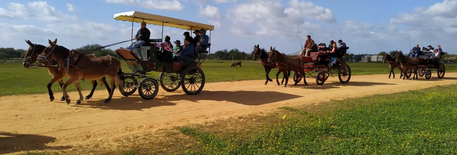 Giro privato in calesse nei dintorni di Doñana ed El Rocío
