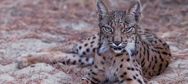 Tour del Parco Nazionale di Doñana in 4x4