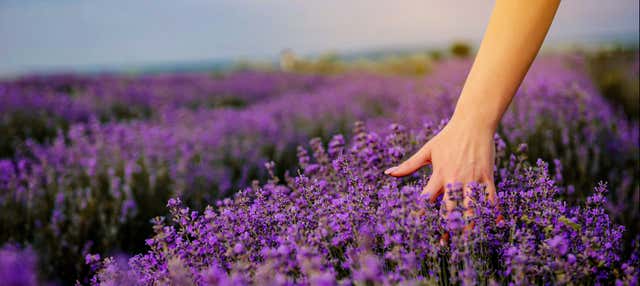 Tour della lavanda + Mulino del Romeral