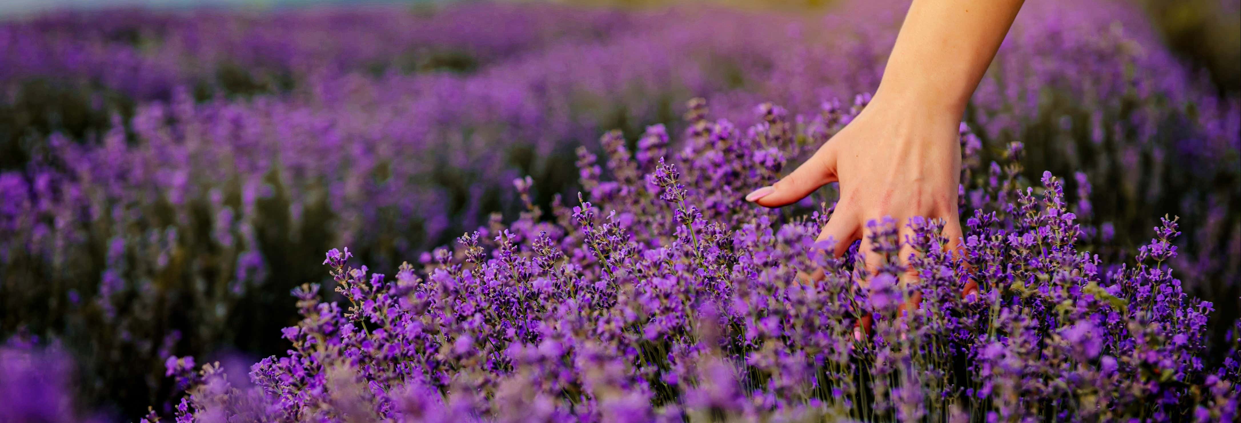 Tour della lavanda + Mulino del Romeral