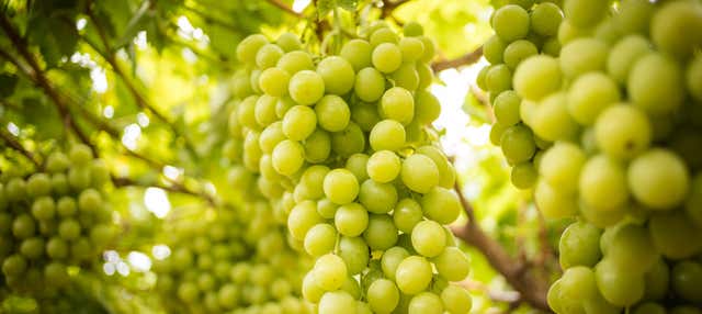 Visita alle cantine Bodegas Terras Gauda