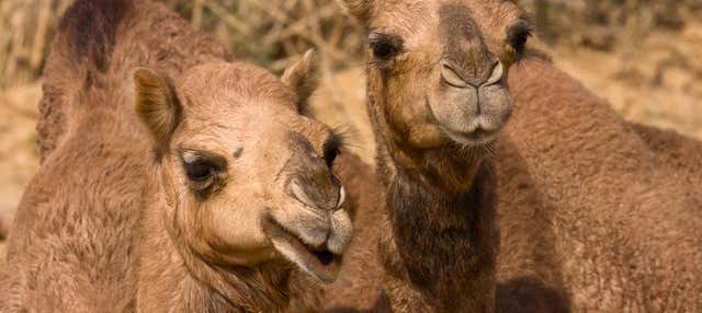 Giro in cammello a El Tanque