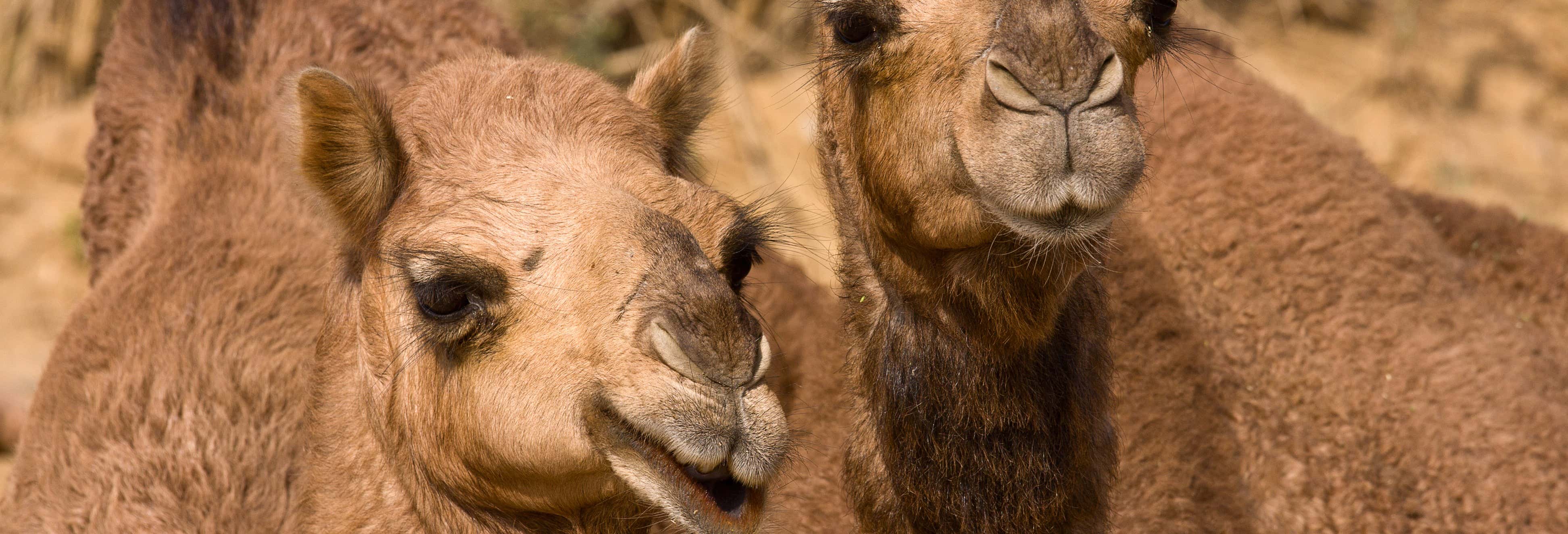 El Tanque Camel Ride Tour