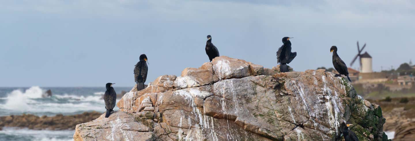 Birdwatching in Foz