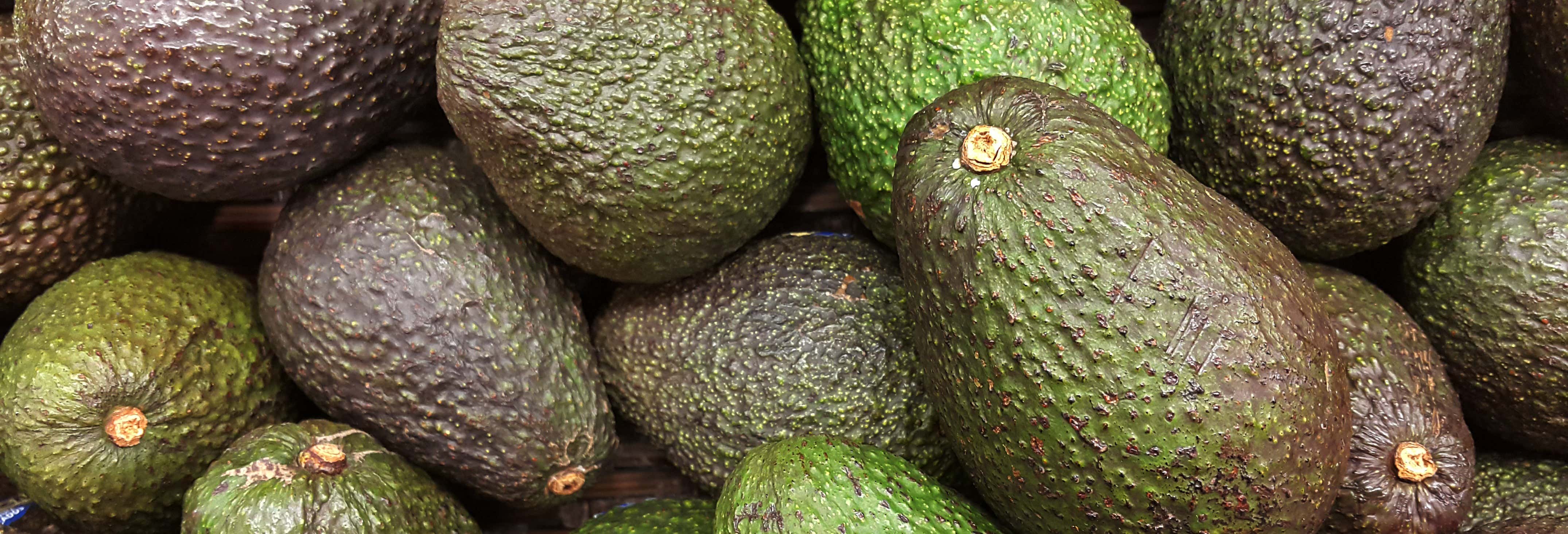 Visita a una plantación de aguacates