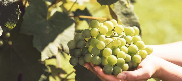 Visita della cantina Bodegas Teneguía
