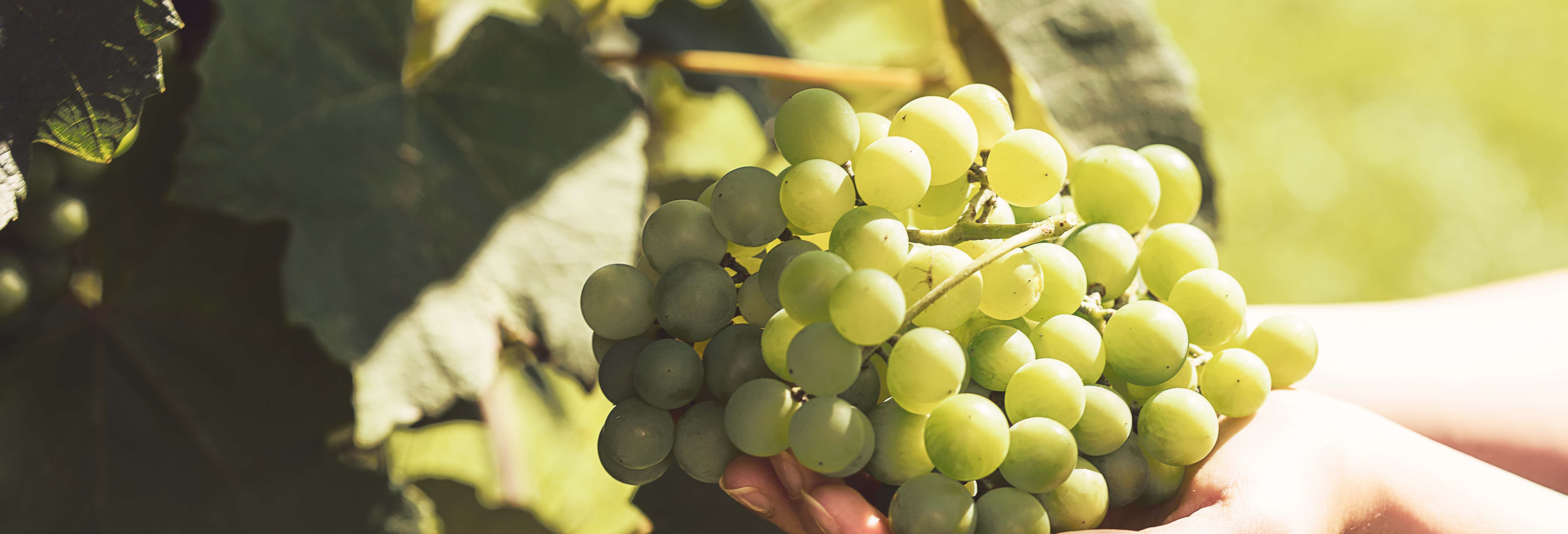 Visit Bodegas Teneguía Winery