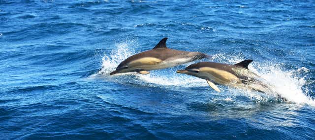 Avvistamento di delfini a Fuengirola