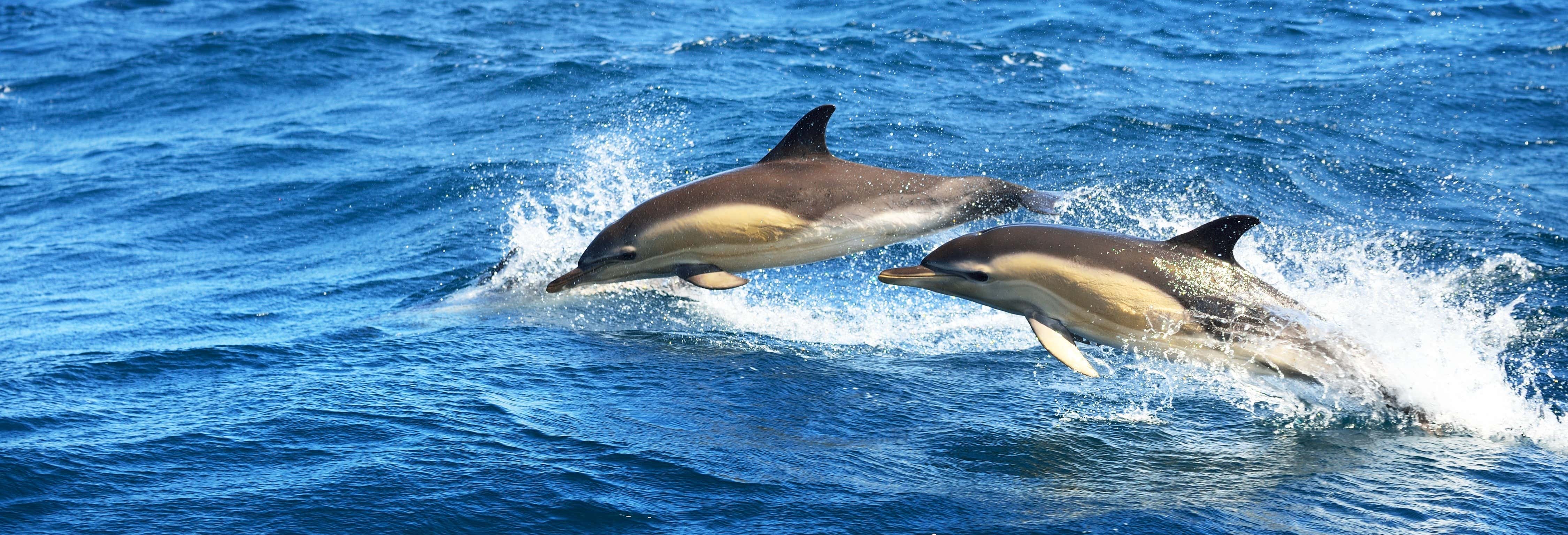 Avvistamento di delfini a Fuengirola