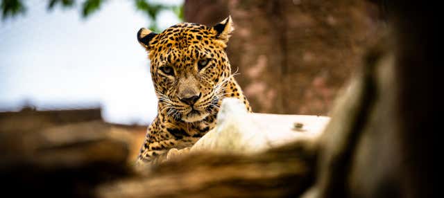 Biglietti per il Bioparc Fuengirola