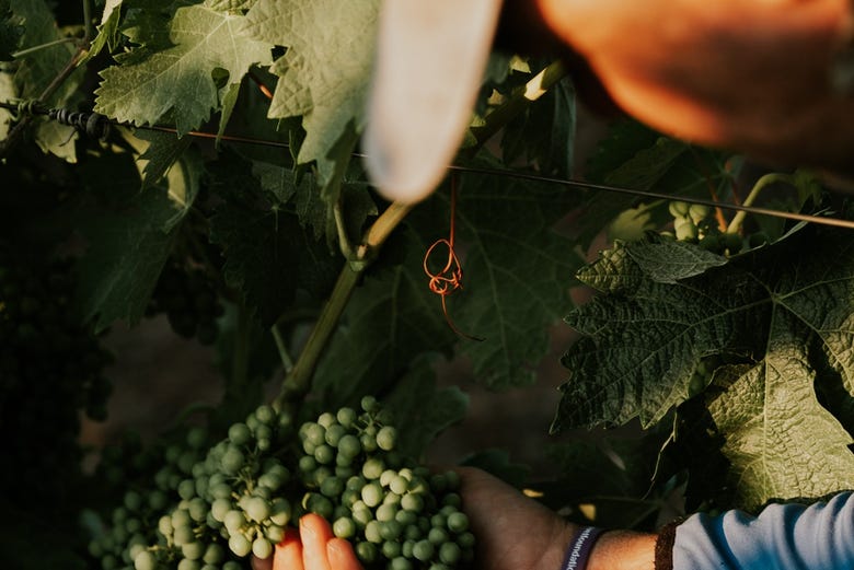 Visita A Las Bodegas Altanza Fuenmayor