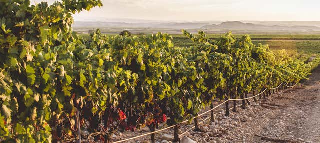 Visita della cantina di Heras Cordón