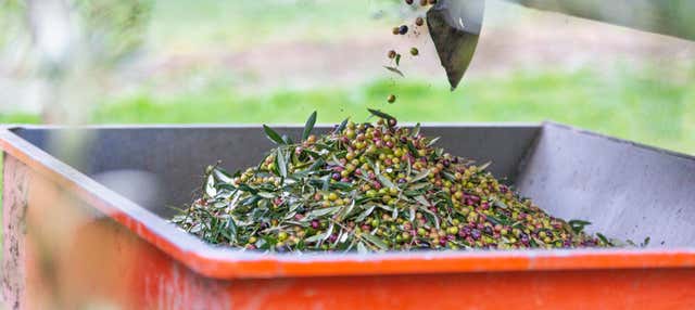 Visita al frantoio Hejul con degustazione di olio d'oliva