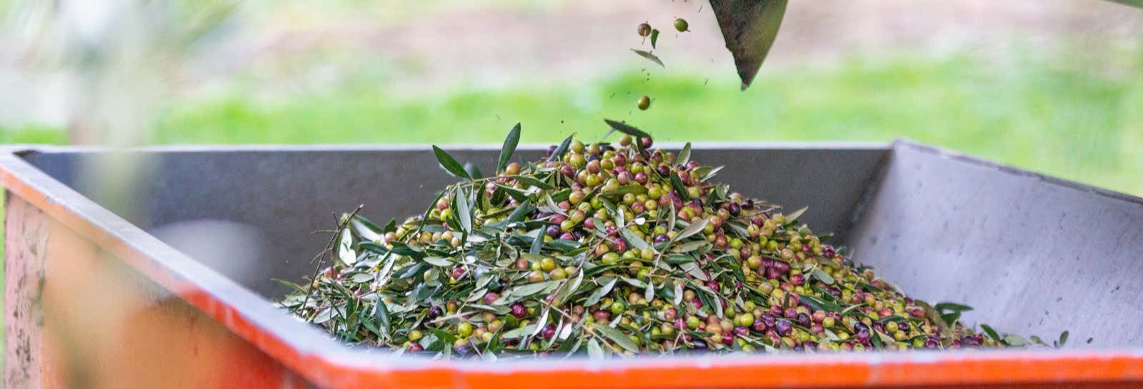 Visita al frantoio Hejul con degustazione di olio d'oliva