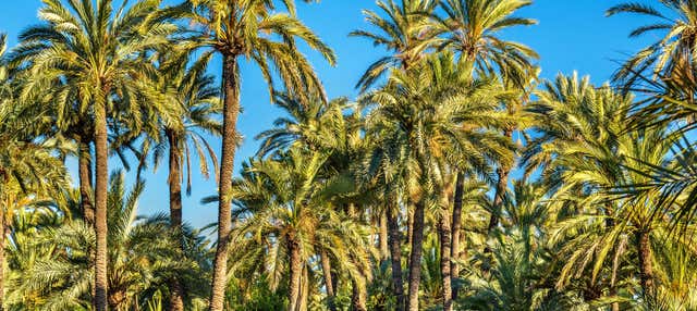Escursione all'isola di Tabarca e al palmeto di Elche