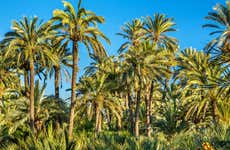 Excursão à ilha de Tabarca e palmeiral de Elche
