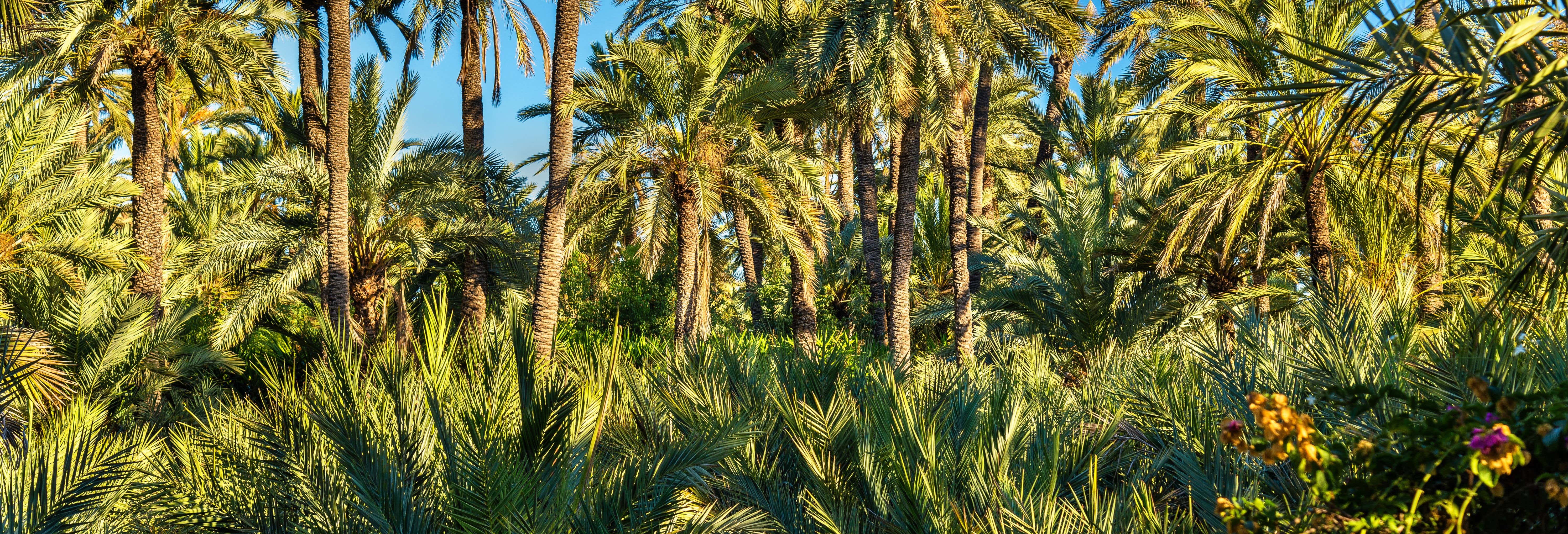 Escursione all'isola di Tabarca e al palmeto di Elche