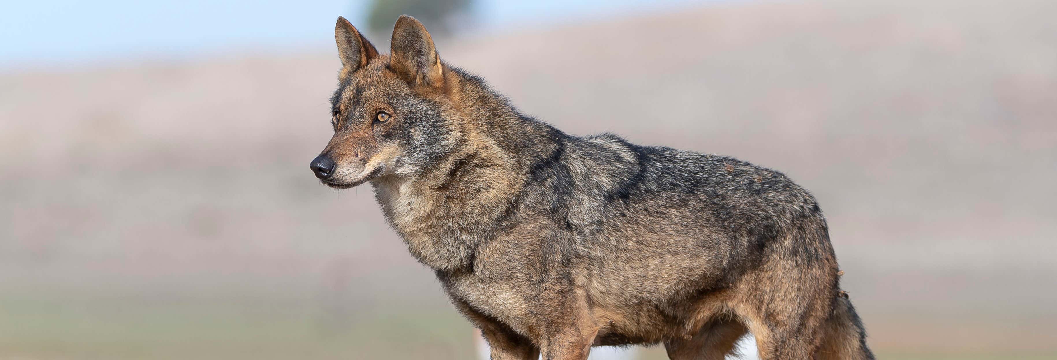 Iberian Wolf Sighting