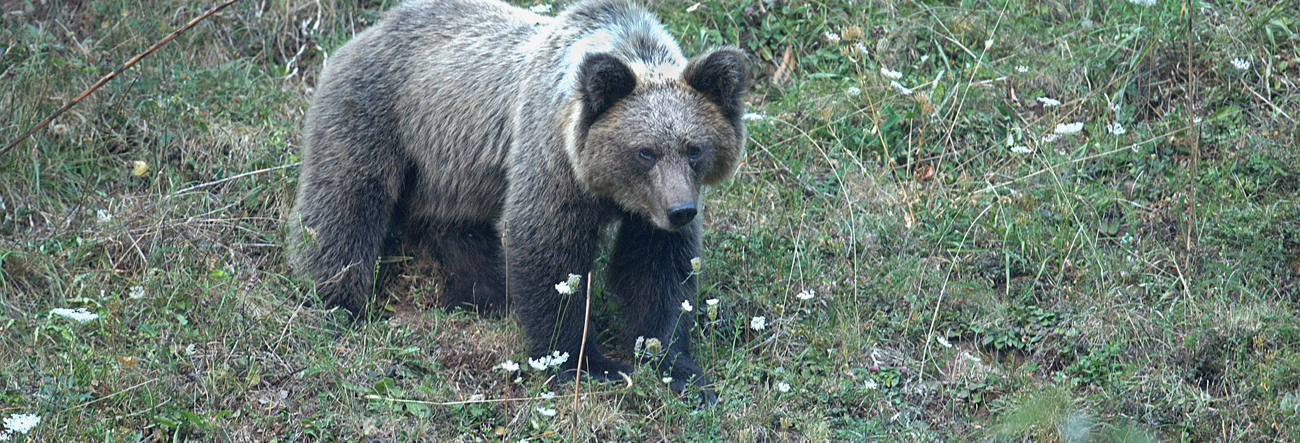 Cantabrian Brown Bear Sighting