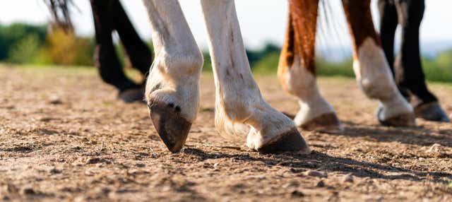 Passeggiata a cavallo nella Sierra de Grazalema