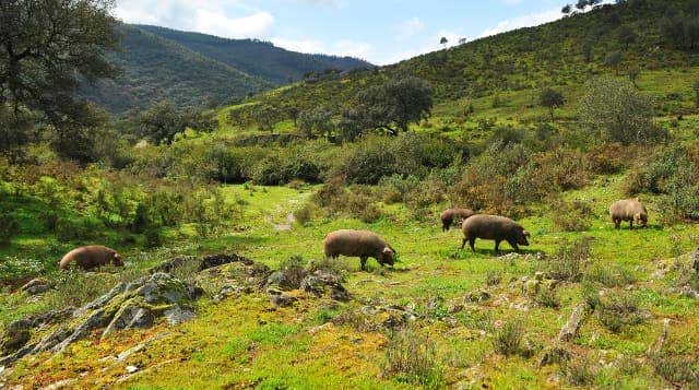 Guijuelo
