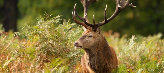 Bramito dei cervi sull'Alto Pireneo