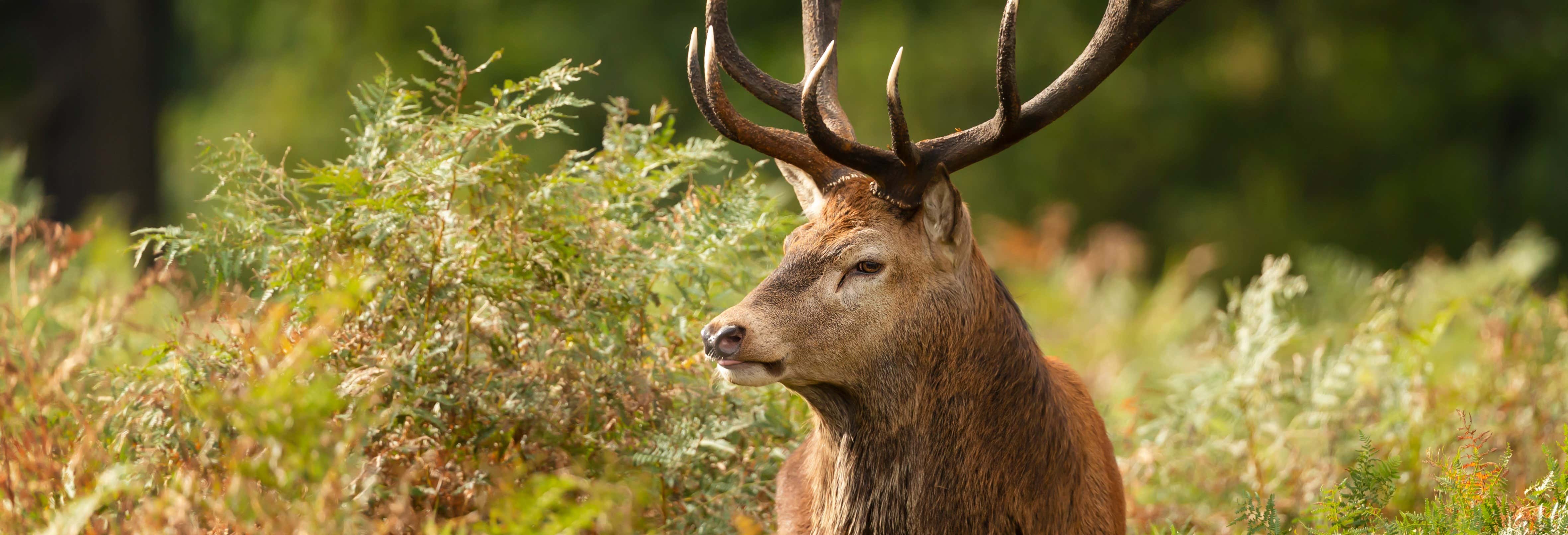 Bramito dei cervi sull'Alto Pireneo