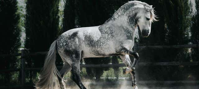 Visita alla scuderia della Cartuja Hierro del Bocado