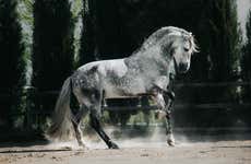 Visita ao haras Cartuja Hierro del Bocado