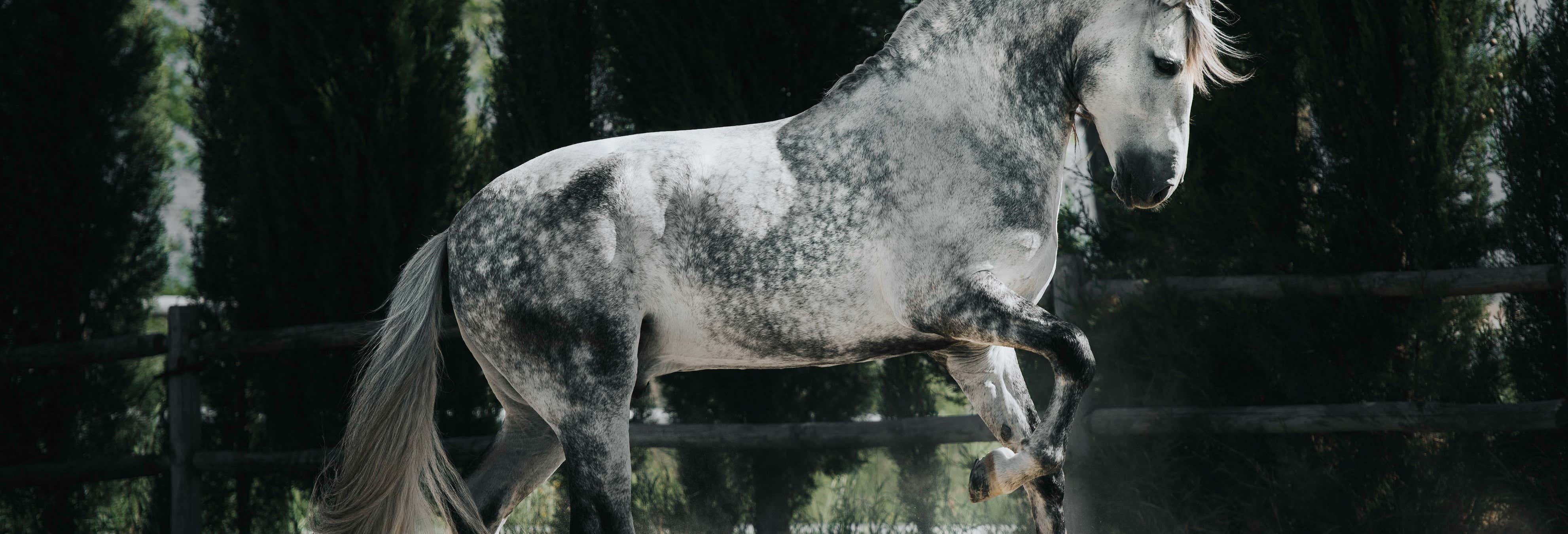 Yeguada de la Cartuja Stud Farm Tour