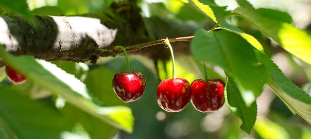 Tour in 4x4 della Valle del Jerte + Raccolta di ciliegie