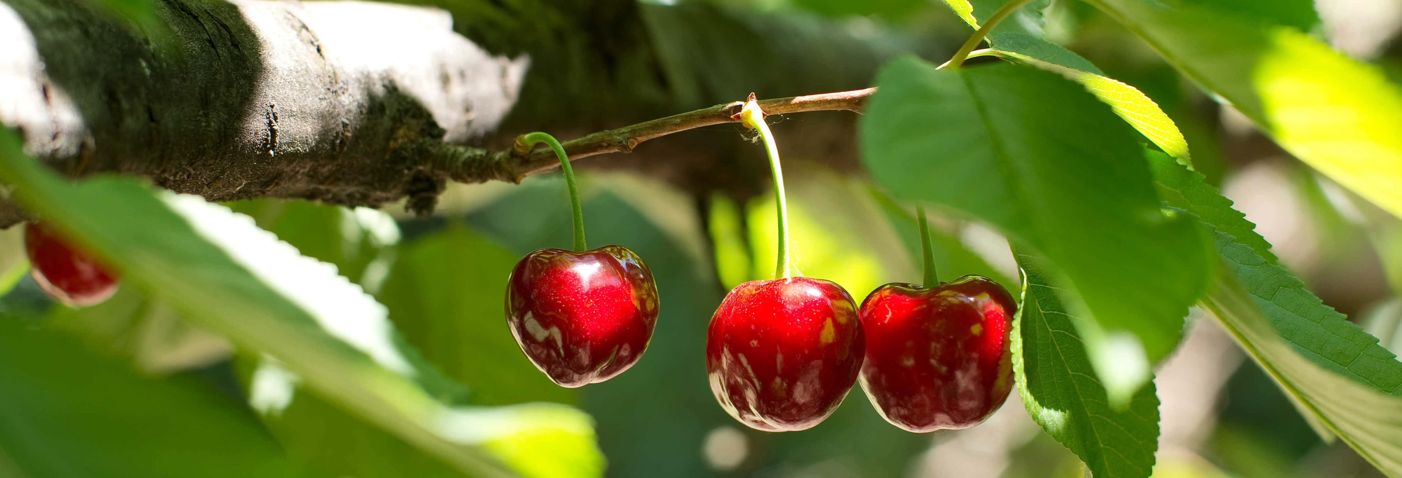 Tour in 4x4 della Valle del Jerte + Raccolta di ciliegie