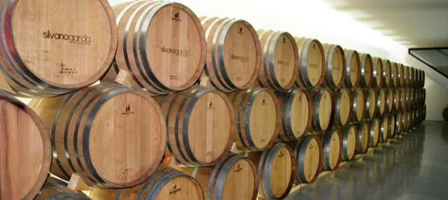 Visita alle cantine Silvano García