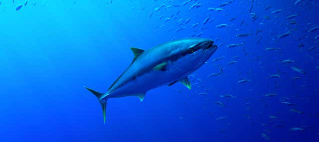 Bagno con i tonni a La Ametlla de Mar