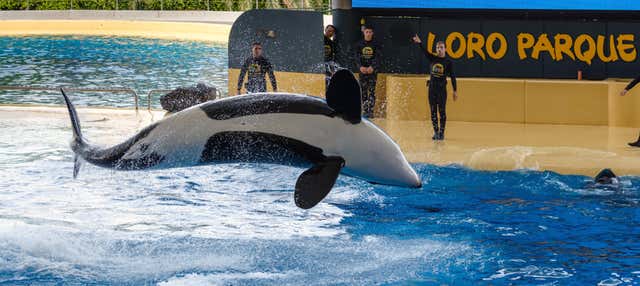 Escursione al Loro Parque