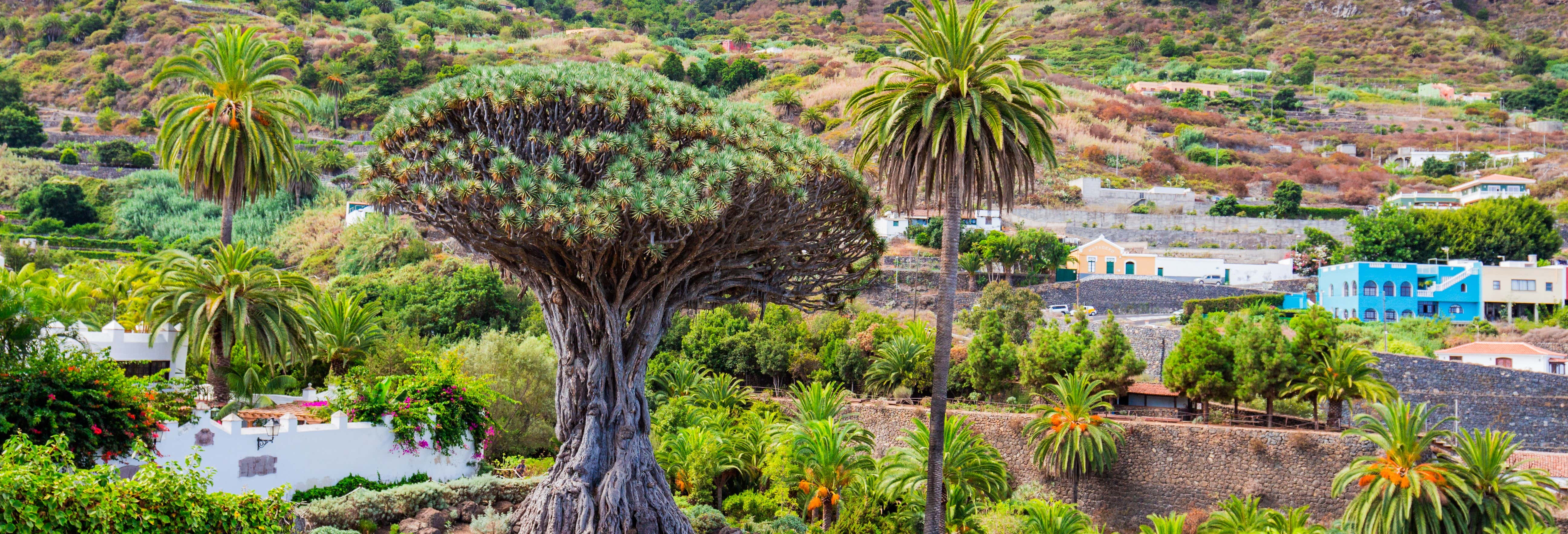 Teide National Park, Icod and Garachico Day Trip