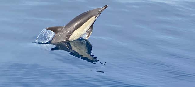 Avvistamento di delfini a La Herradura