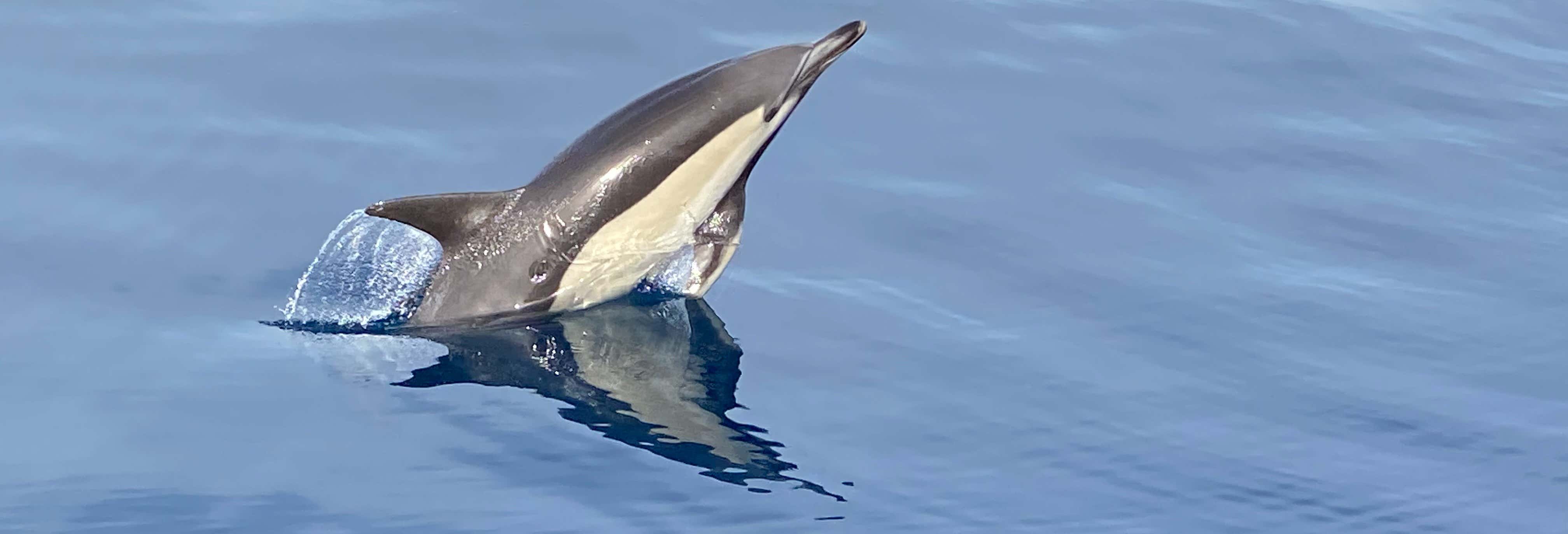 La Herradura Dolphin Watching