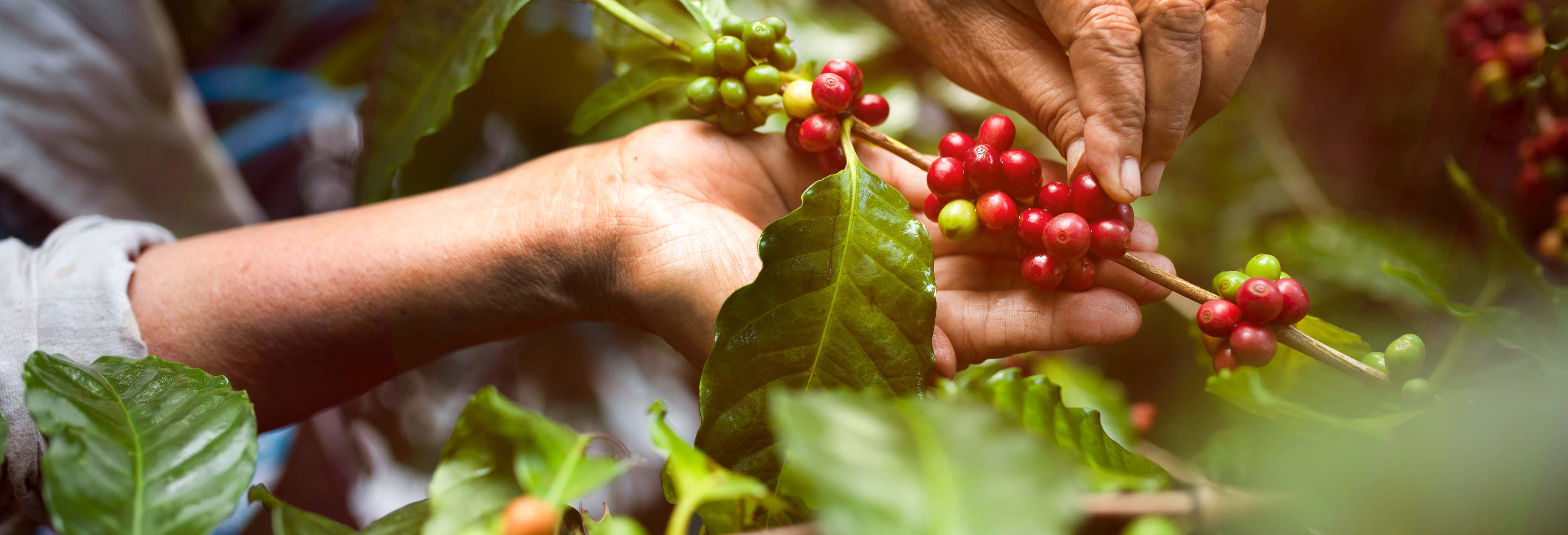 Coffee and Tropical Fruit Farm Tour