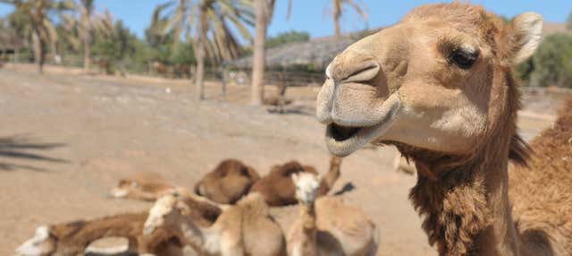 Biglietti per l'Oasis Wildlife Fuerteventura