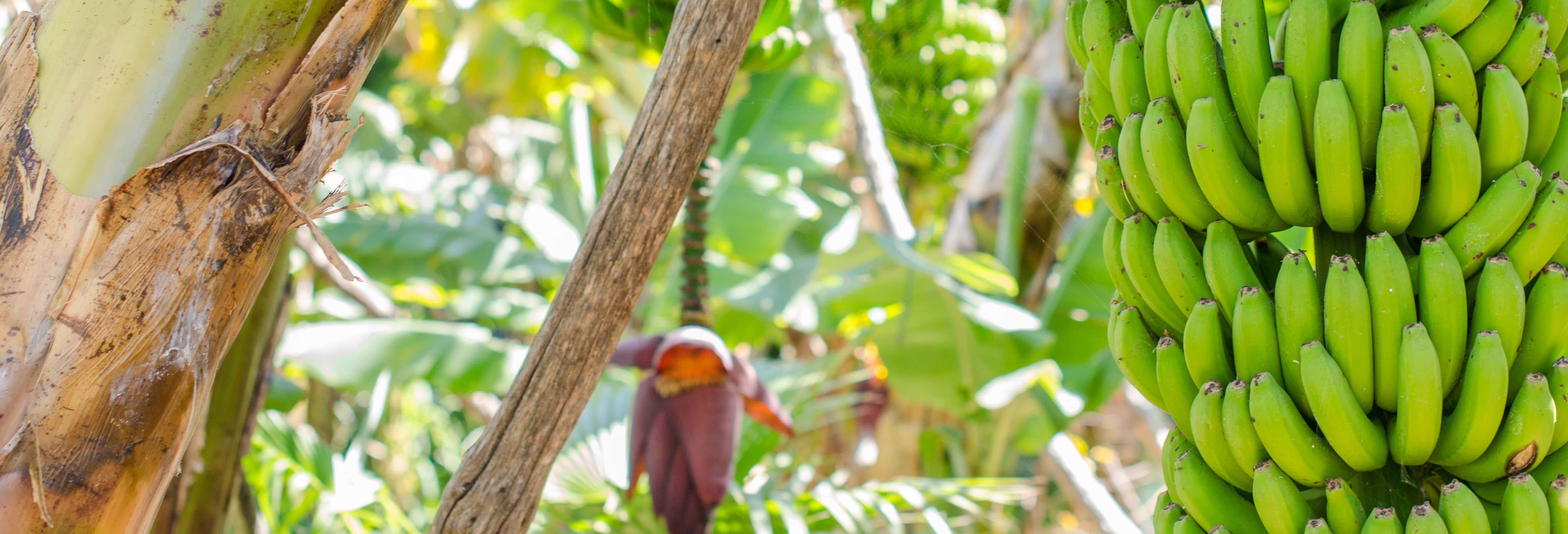 La Orotava Banana Plantation Tour